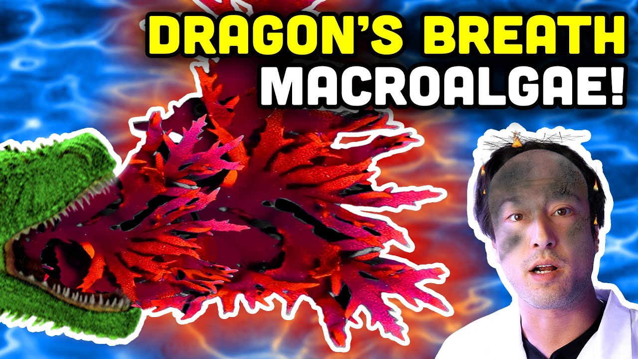 Dragon's Breath Macroalgae! Good for Aquariums, Great for SCIENCE!