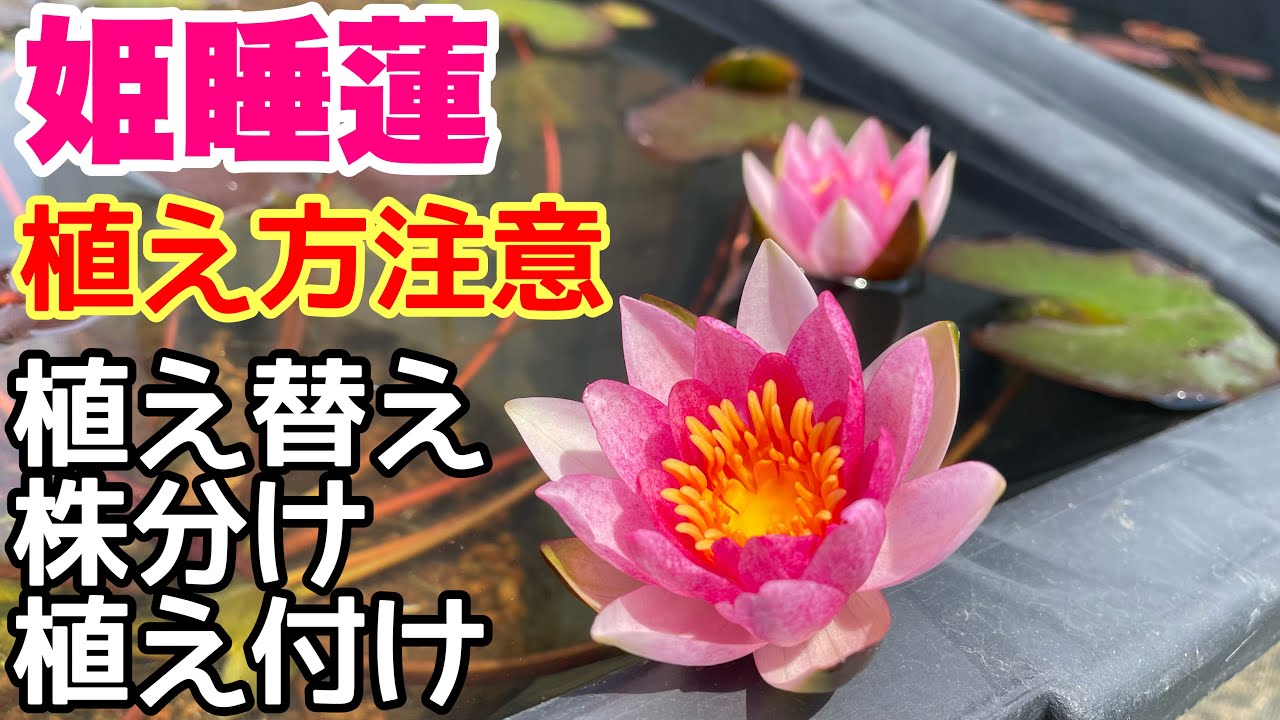 普通種とは違う！姫スイレンの植え替え、株分け、植え付け方法！　メダカ睡蓮ビオトープ