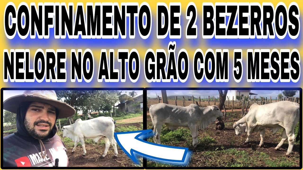 CONFINAMENTO DE 2 BEZERROS NELORE NO ALTO GRÃO COM 5 MESES