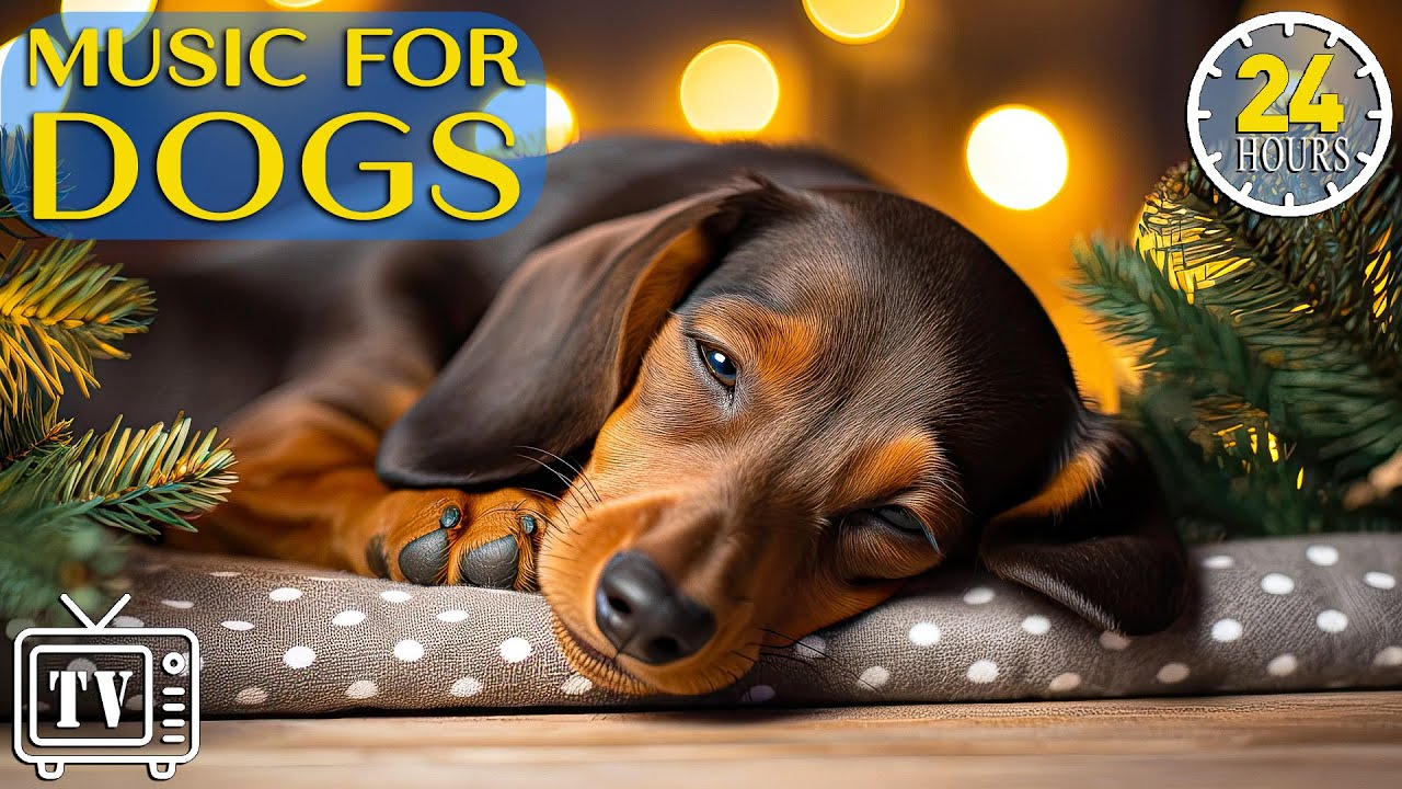 24 Hours of Deep Calming Music for Dogs with Anxiety: Sleep Music for Anxious & Stressed Dogs music!