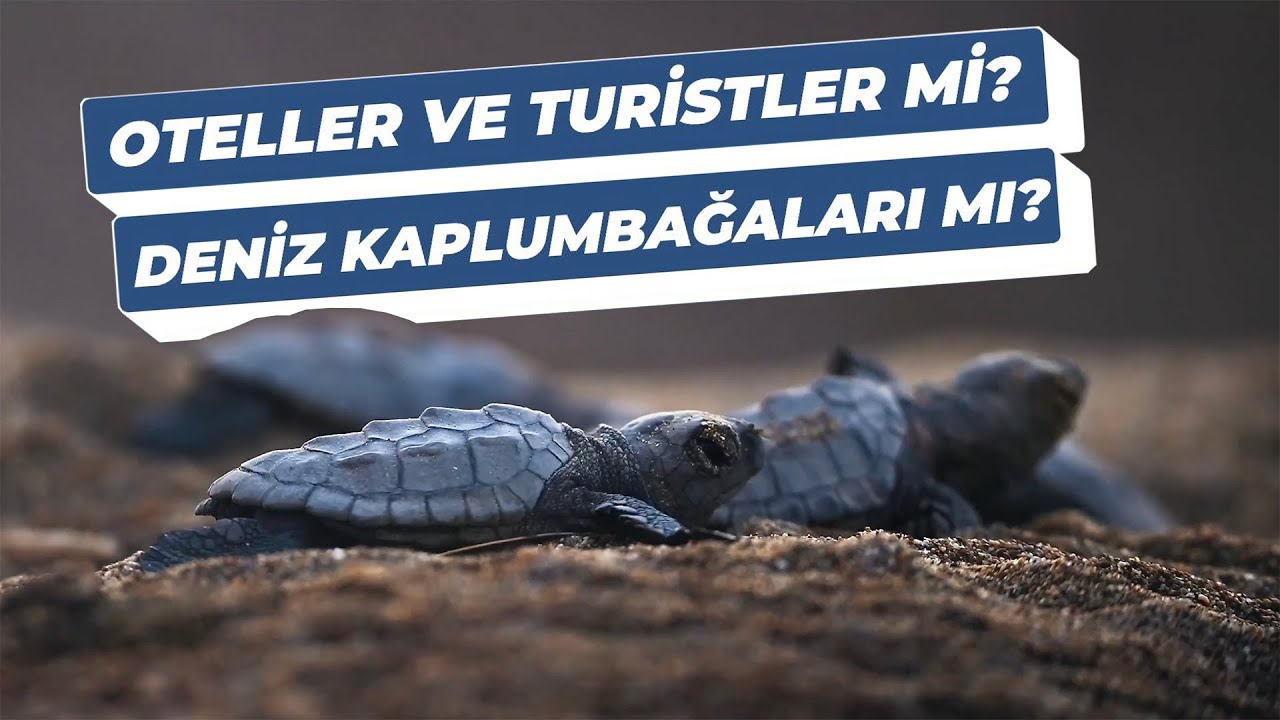 İnsanlar ve Deniz Kaplumbağaları Birlikte Var Olabilir Mi? | EKAD Cevaplıyor