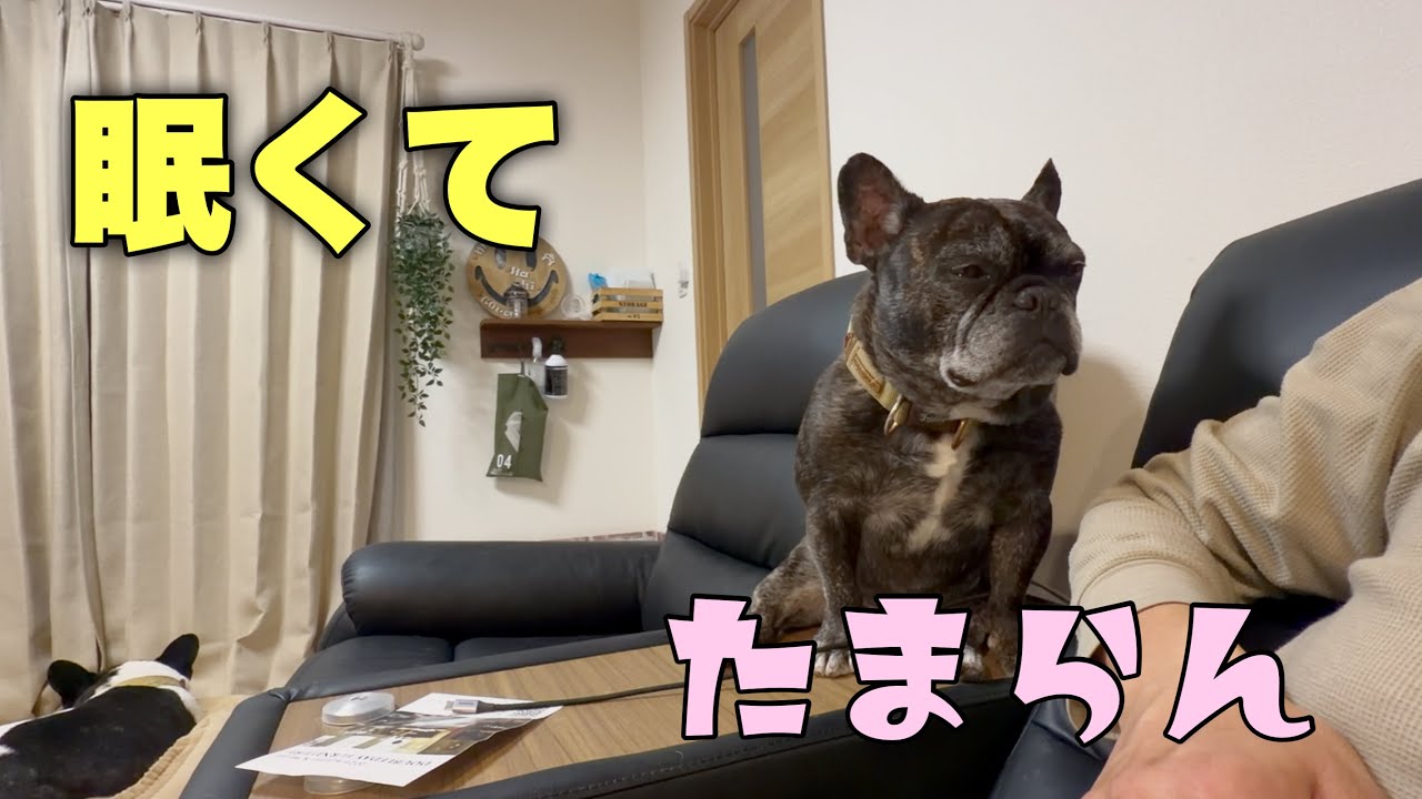可愛すぎるー！眠くてたまらんのに誰かにくっつきたいフレンチブルドッグ