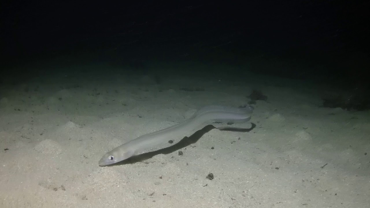 Sandaal vor Gozo in ca. 10 Meter Tiefe Tauchen