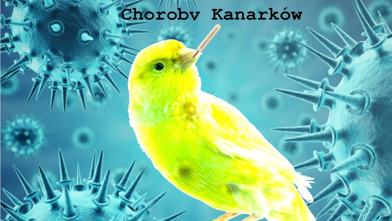 CHOROBY KANARKÓW - Porandnik na temat kanarków #11