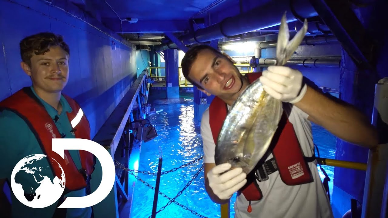 Shark Feeding | Shark Week 2017 | INFO BITES