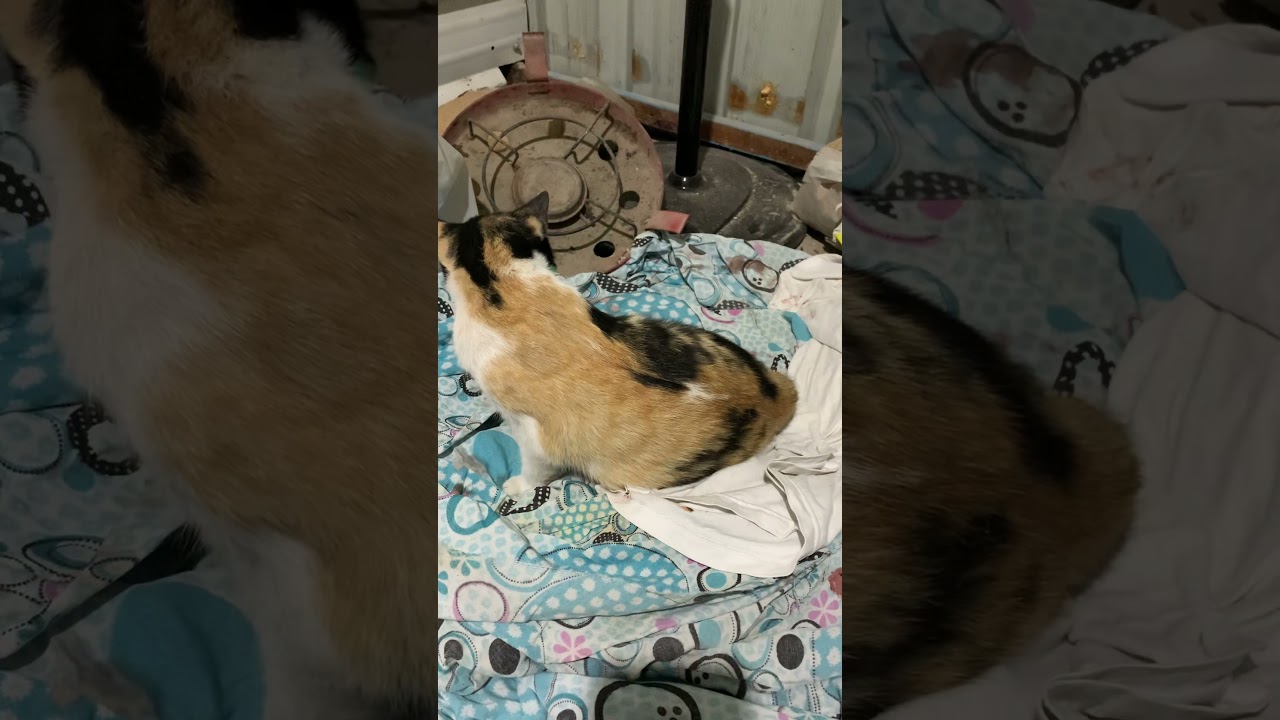 Kedi doğum anı