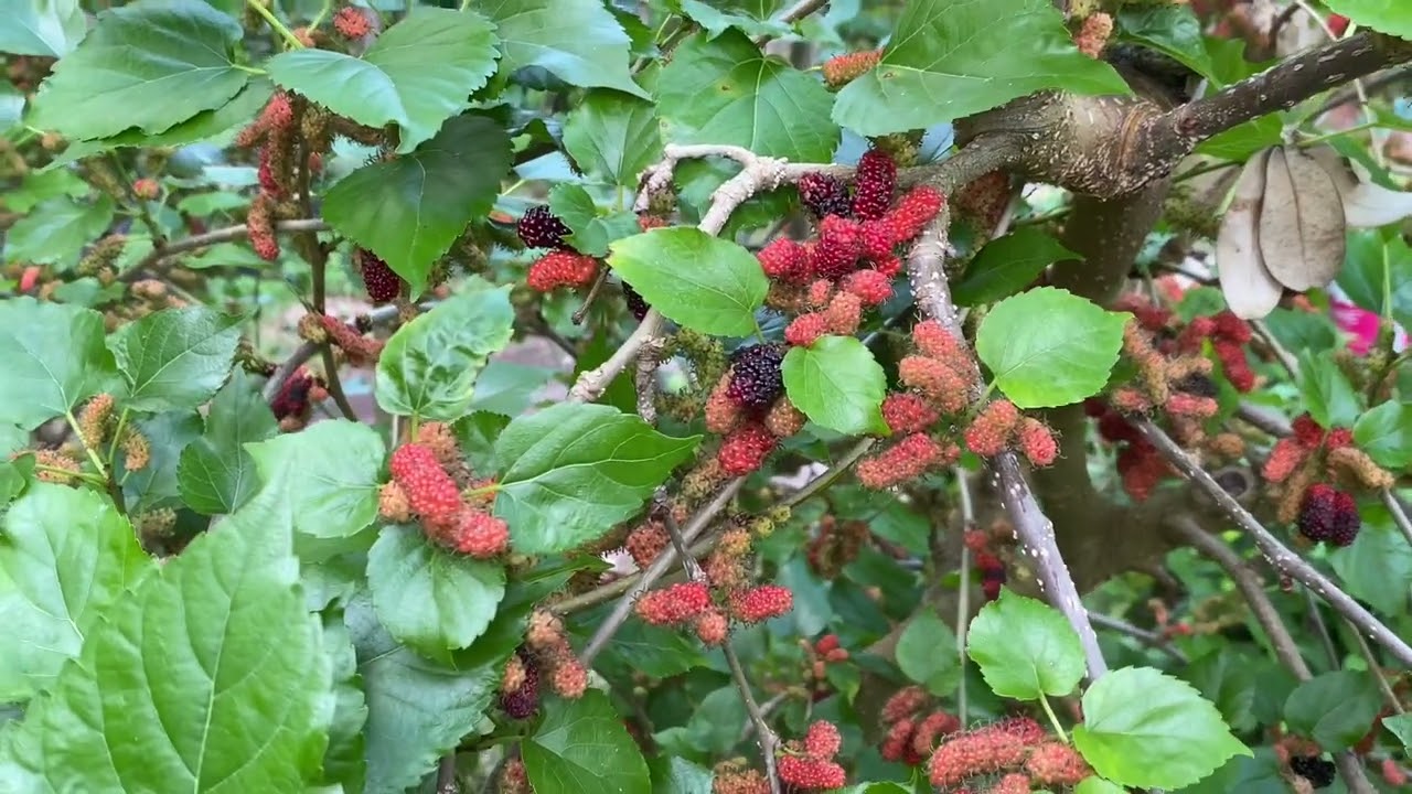 Bryce’s World’s Best Mulberry Tree BLAND??? Worlds Best aka Thai Dwarf