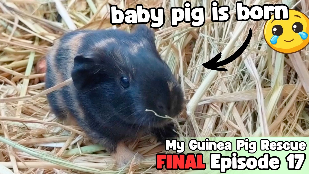 A Guinea Pig Baby is Born! Then, they're ALL Adopted 😍 - My Guinea Pig Rescue - Episode 17 (FINAL)