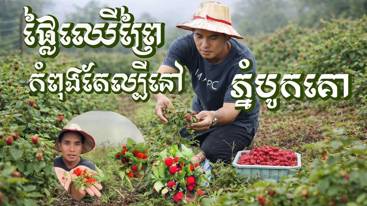 បានមកស្គាល់ហេីយ ផ្លែឈេីព្រៃដែលគេកំពុងតែល្បីនៅលេីភ្នំបូកគោ 