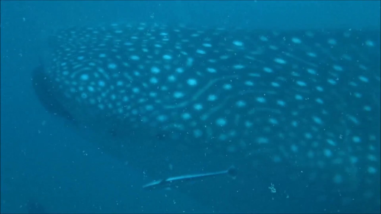 Whale Shark, 