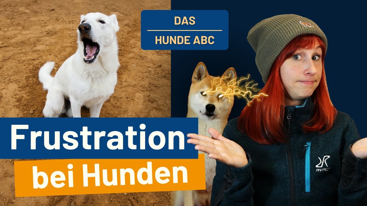 Frustration beim Hund - das Hunde-ABC #hunde #hundetraining