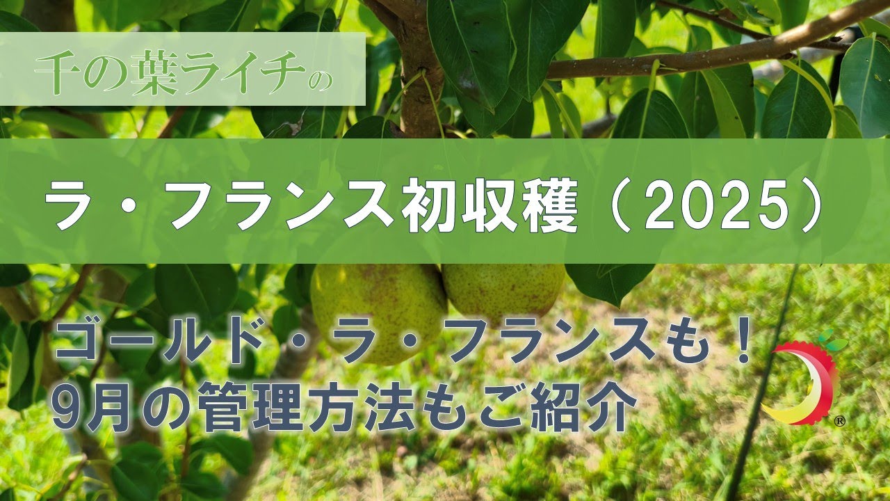 【ラ・フランス初収穫（2025・洋梨）】ゴールド・ラ・フランスも収穫！