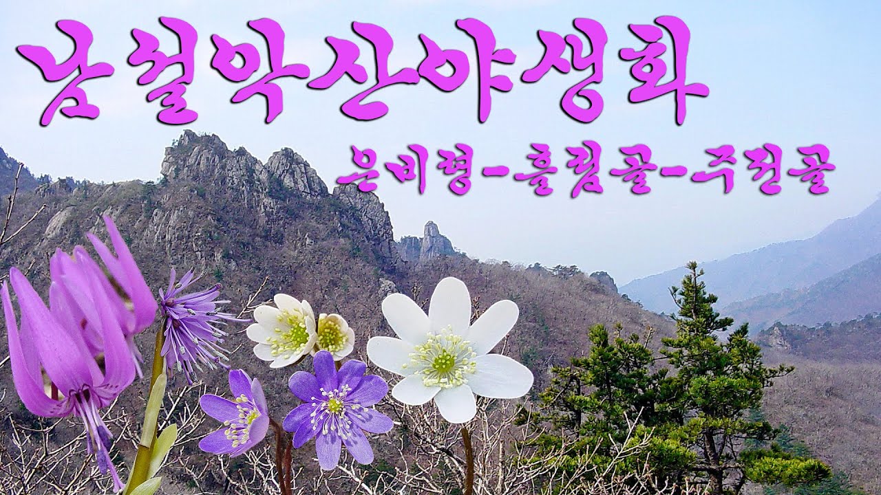 요즘 같으면 어림도 없는, 인가 승인이 났던 설악산의 비법정 탐방로 입산 식생관찰 활동 은비령 흘림골 주전골에서 만난 남설악산 야생화