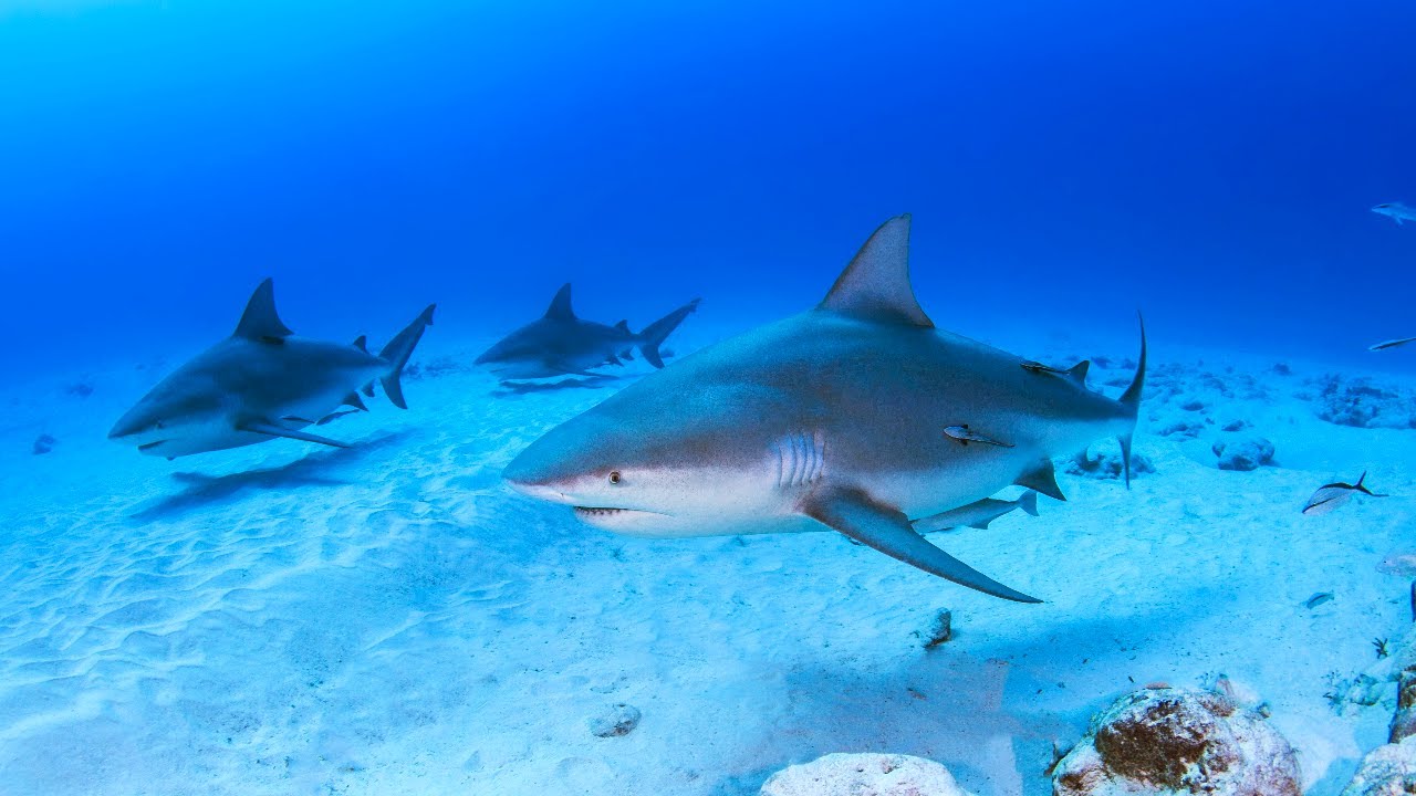 10 Hours Of Streamlined Bull Sharks Swimming In Their Natural Habitat 4K