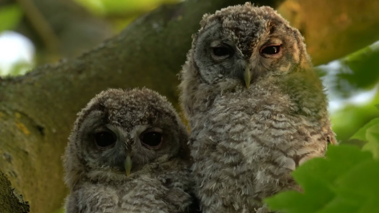 Two Tawny Owl Chicks Are Adopted by Wild Owls | Rescued & Returned to the Wild | Robert E Fuller