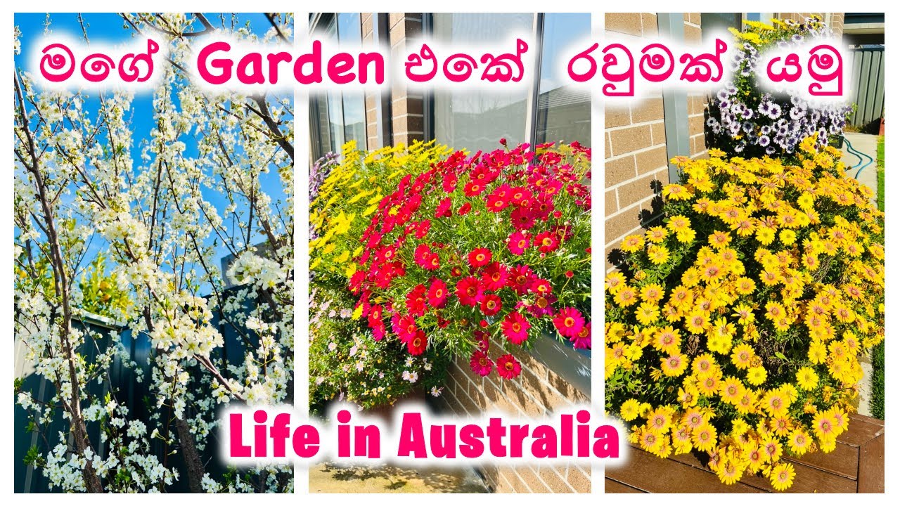 Home Garden Tour | මගේ ගෙවත්ත | Life In Australia | Sinhala Vlog