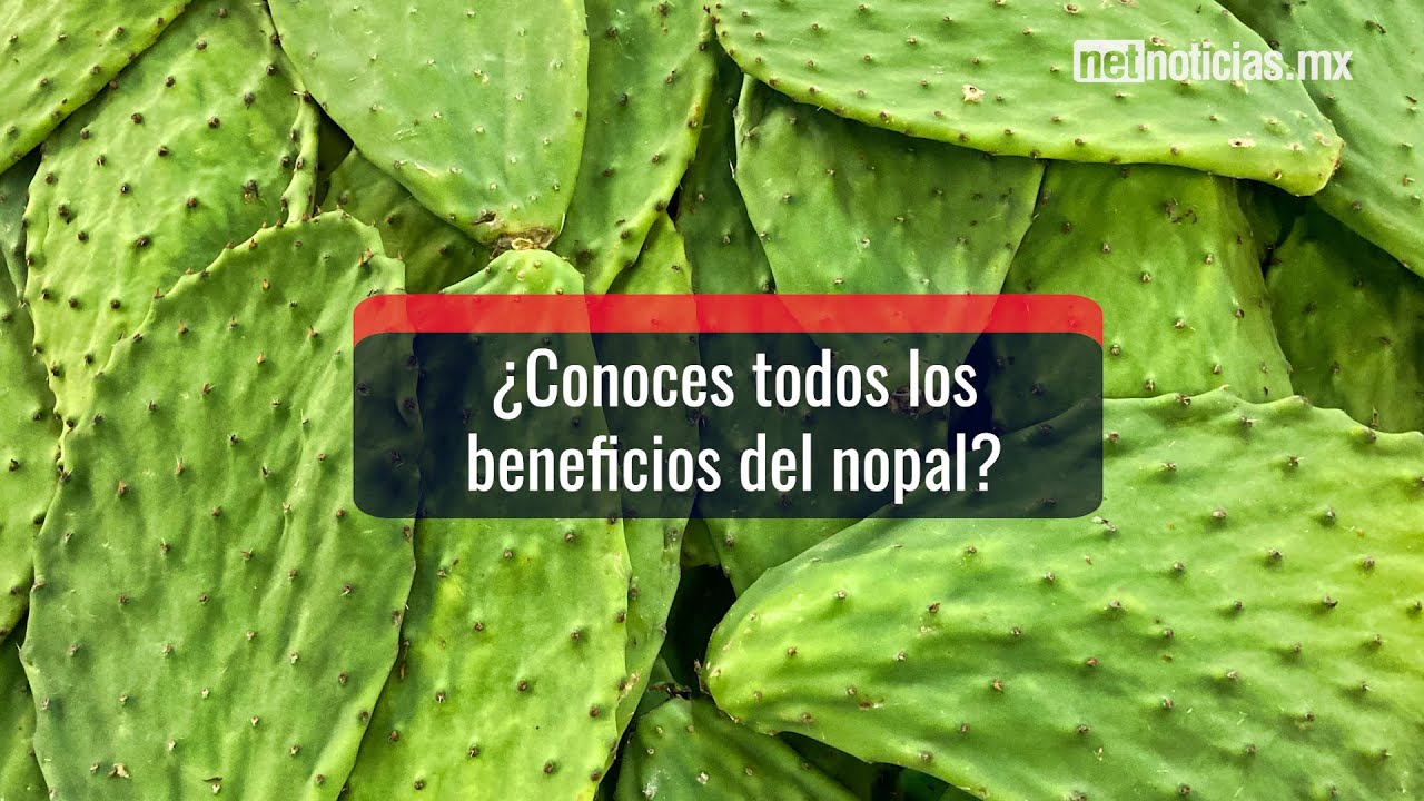 El nopal, un s&uacute;per alimento mexicano