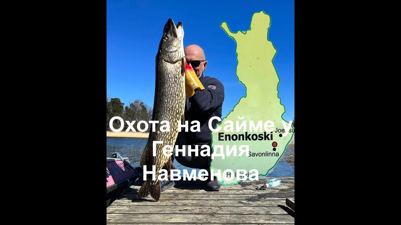 Охота на Сайме у Геннадия Навменова.