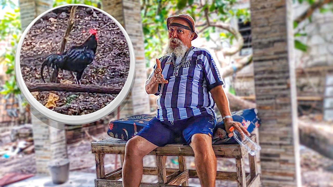O GALO CHAMOU LUIZ DO SOM DE C# DE BODE