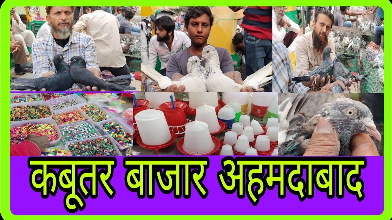 Kabootar Bajar Ahmedabad | कबूतर बाजार अहमदाबाद |