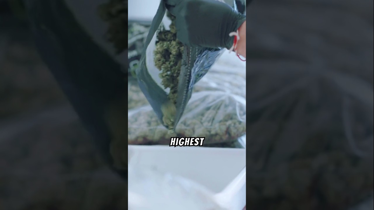 Highest yielding cannabis y.