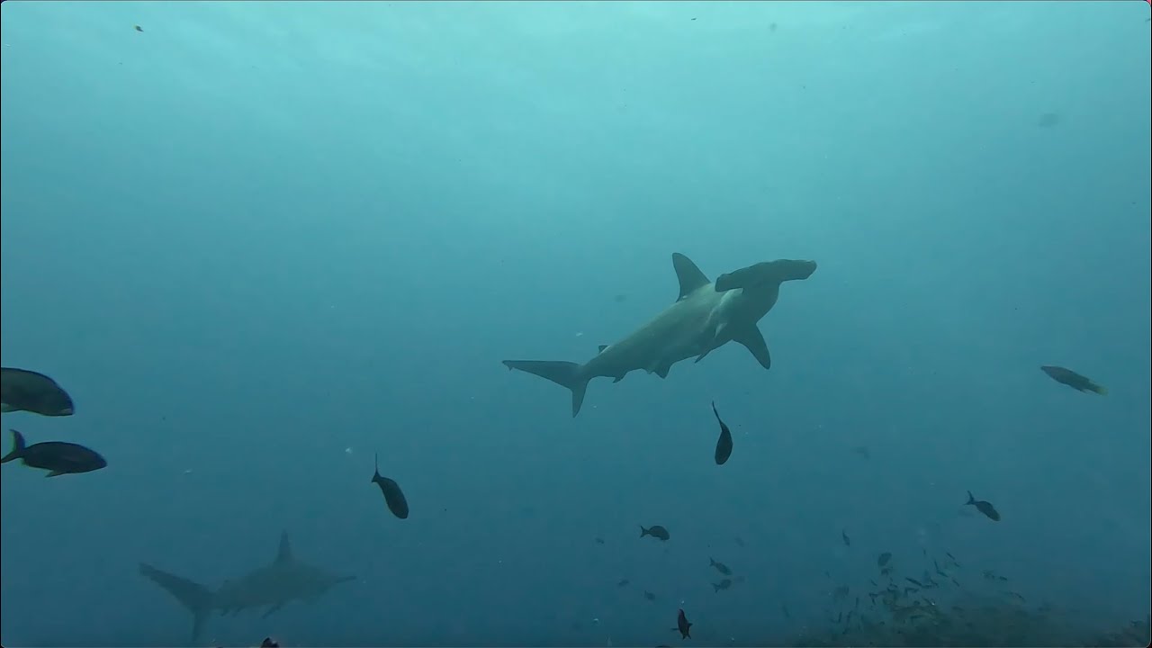 Galapagos Liveaboard 2025 - Galaxy Diver II