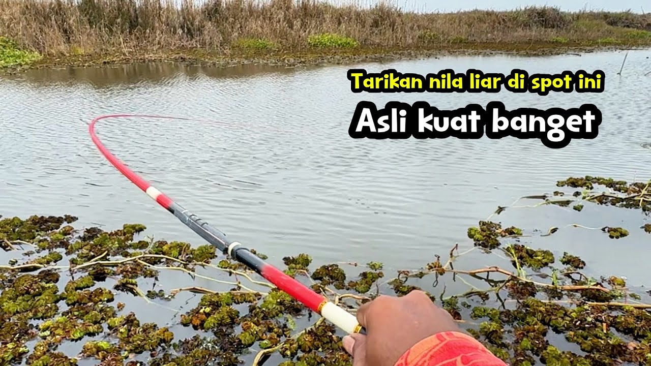 Tarikan nila liar disini asli kuat banget