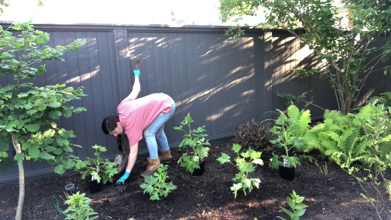 Planting delphiniums