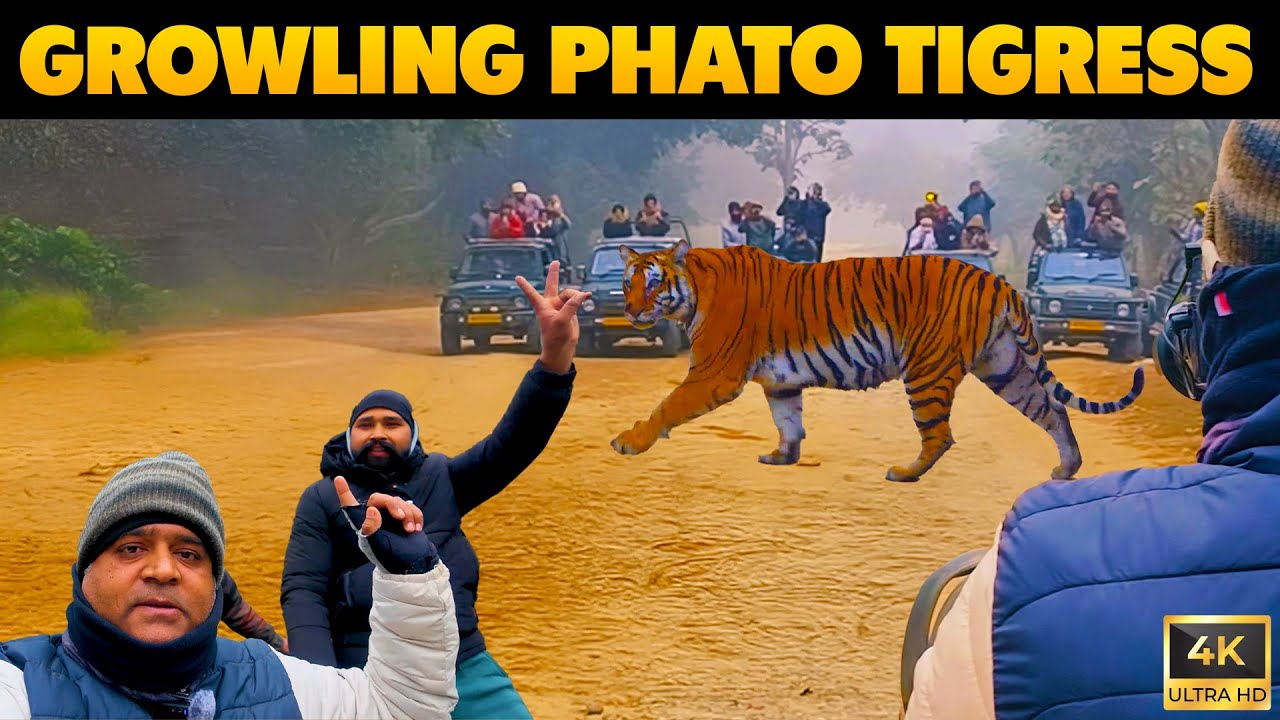 We Tracked the Phato Tigress Across Multiple Zones | An Aggressive Tiger Encounter 🐅 | Episode 57