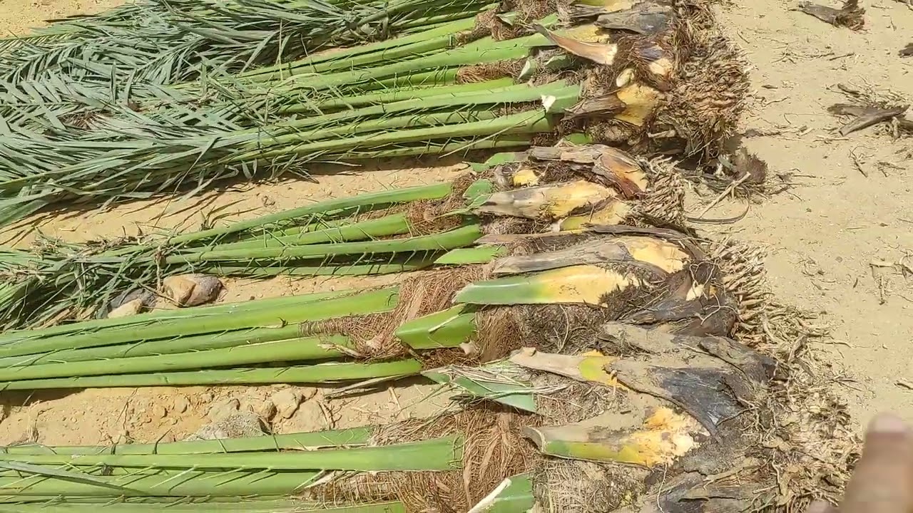 الواحات البحرية . كيفية فرز وتجهيز  وزراعة فسايل البرحي في جلاكسي للتنمية .. واتس آب ٠١٠١٢٠٨٨٨١٠