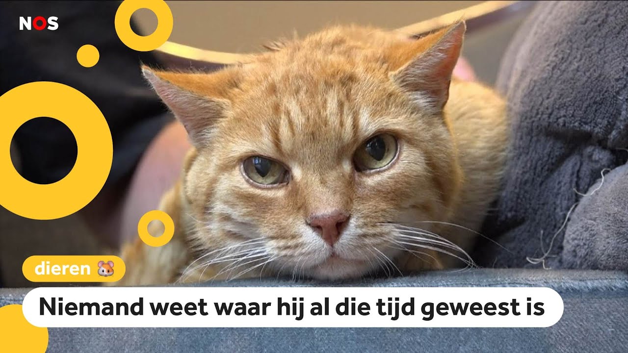 Kat Donder na negen jaar eindelijk weer terug bij baasjes