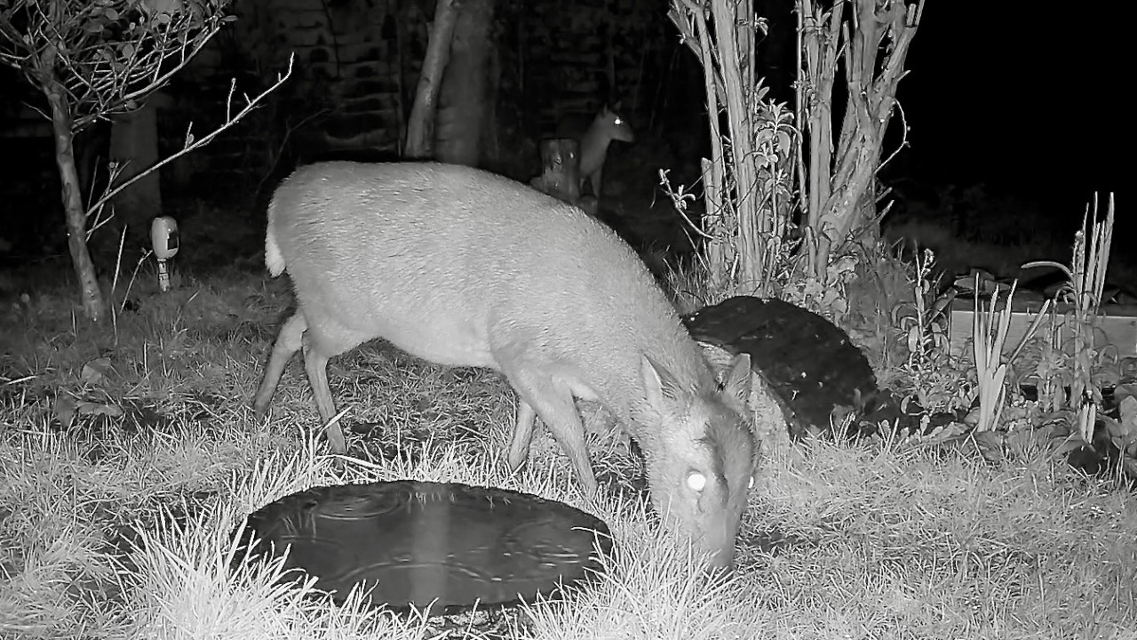Wild Garden Diary February 18th-19th