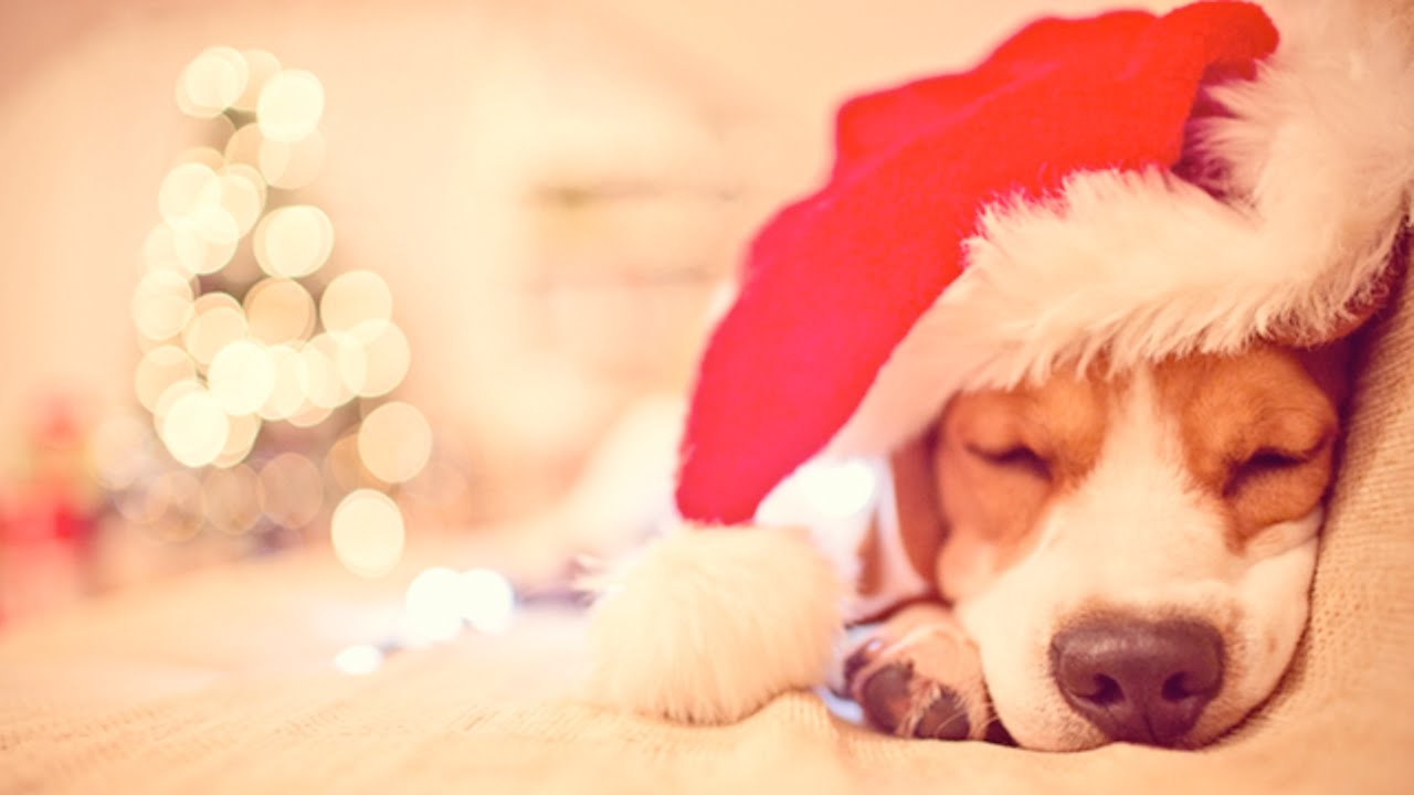 Best Christmas Puppy Surprise Compilation