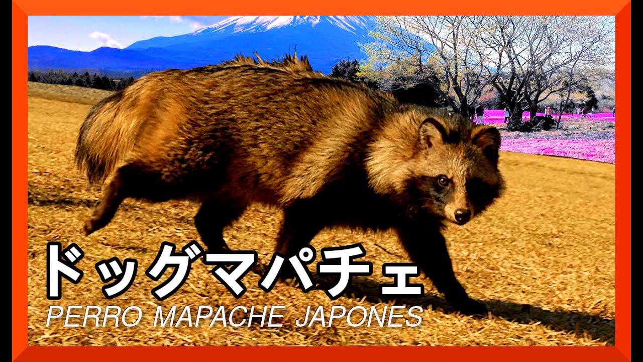 🐕🦝 Tanuki ► El Perro Mapache Japonés que Intriga | Tanuki: Japan’s Fascinating Dog