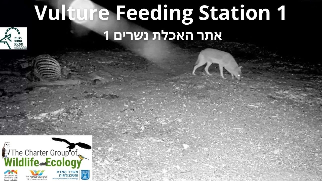 Vulture Feeding Station1 נשר|Israel Nature and Parks Authority|The Charter Group of Wild. Ecol.