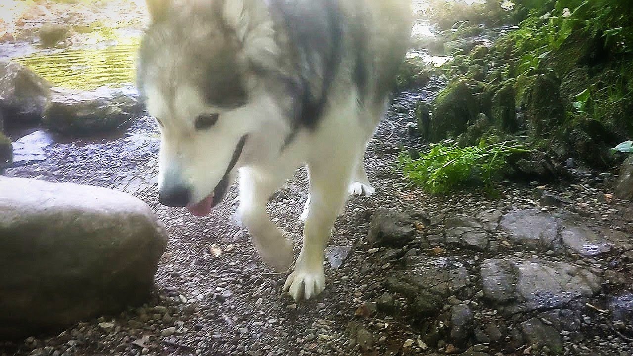 Are Alaskan Malamutes Prey Driven?
