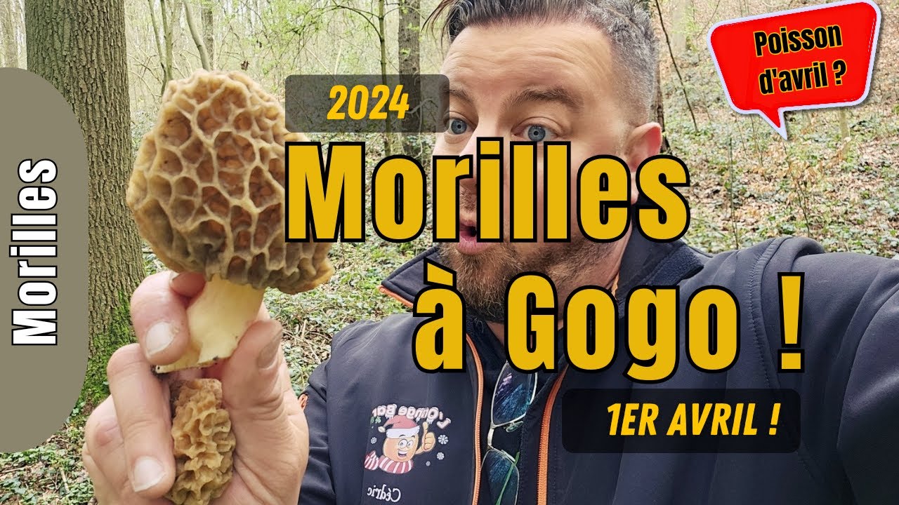 Morilles à Gogo un....1er avril !? Conseils et prospection