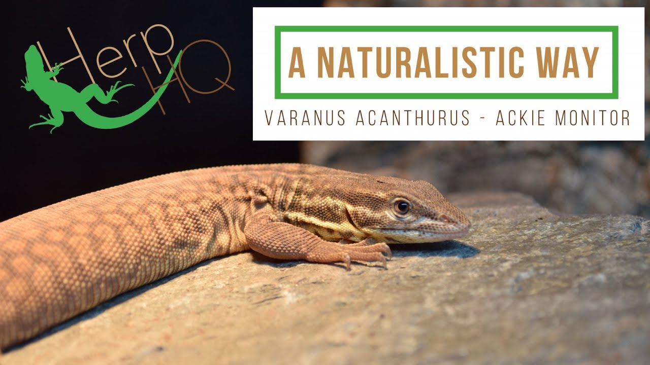 A Naturalistic Way - Ackie Monitor Vivarium