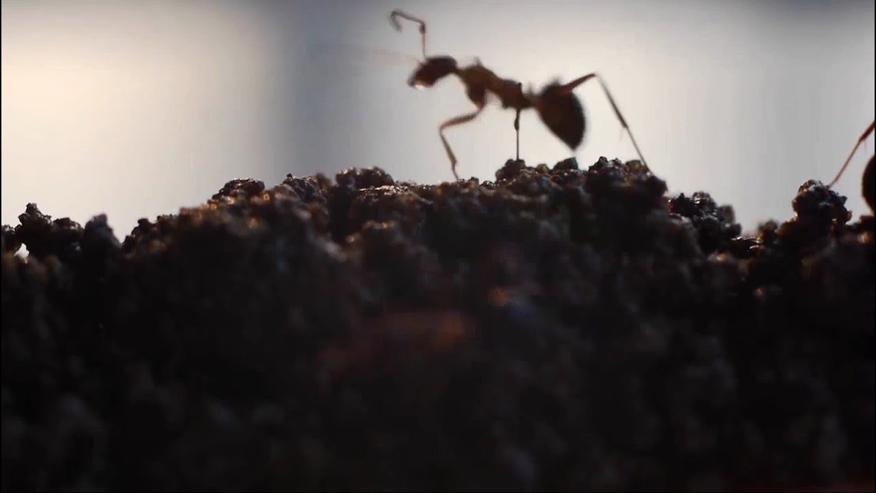 The Biology of Soil