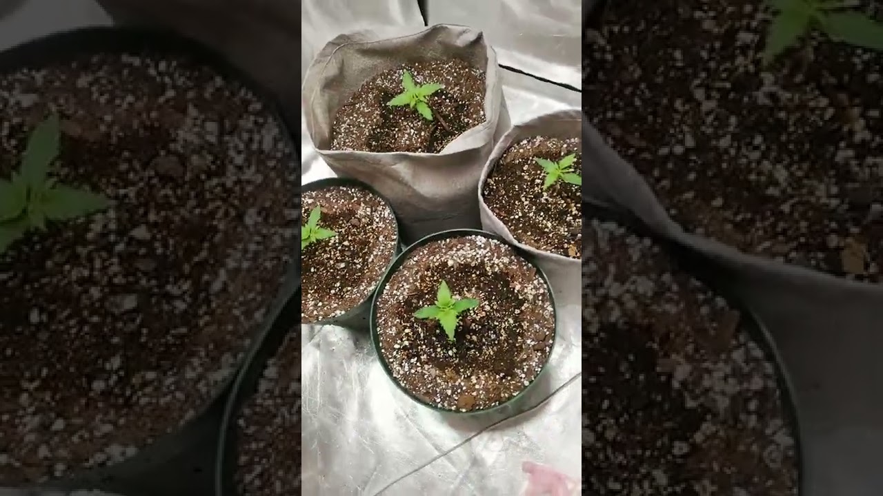 Day 10 bluedream and OG kush autoflower update #spiderfarmer #organic #bluedreams #ogkush