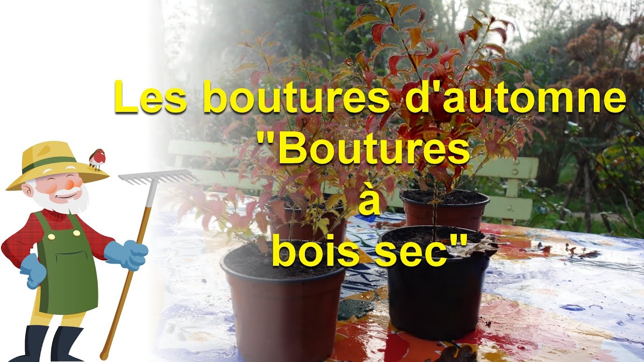 Les boutures à bois sec d'automne.