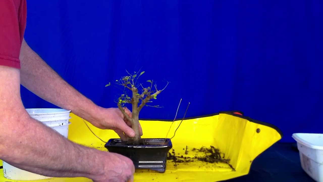 Elm Repotting