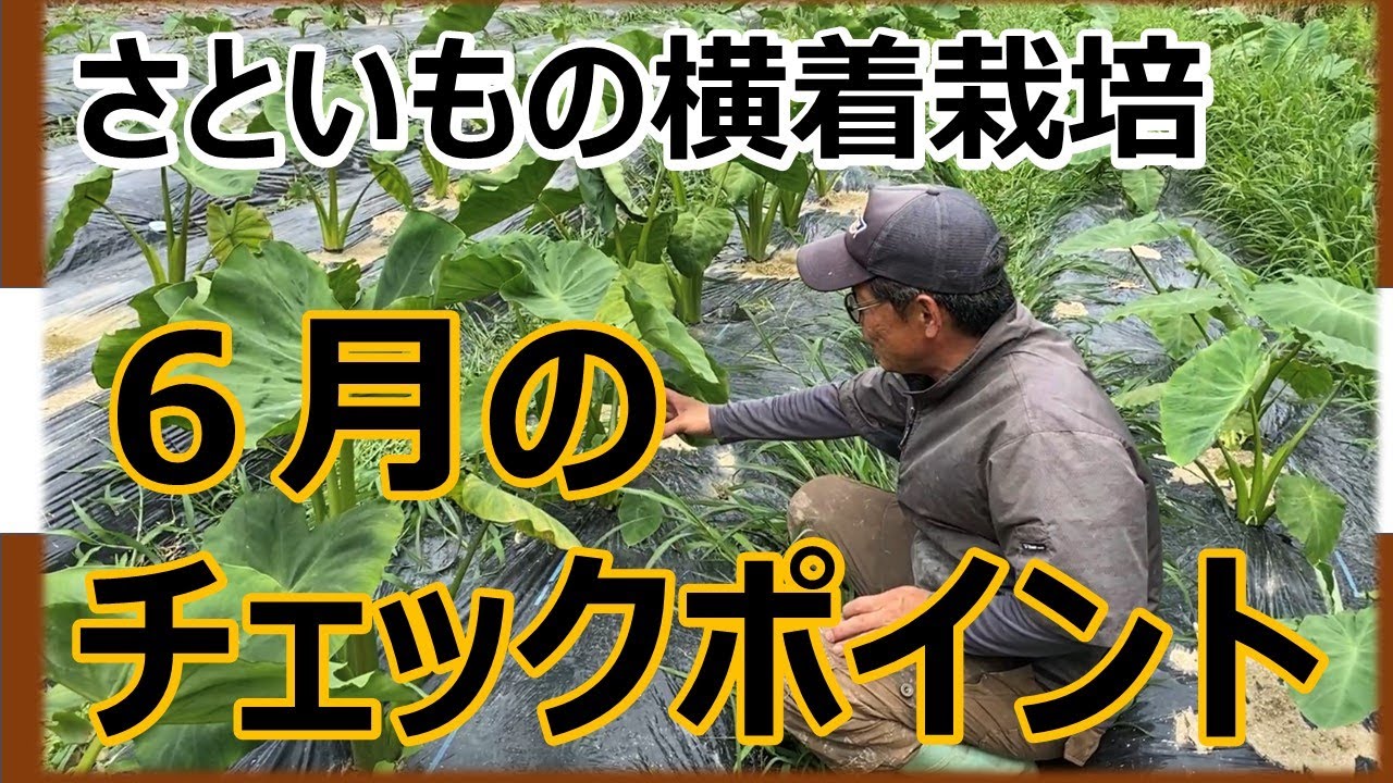 【さといもの横着栽培】植え付け2ヶ月後、6月のチェックポイント