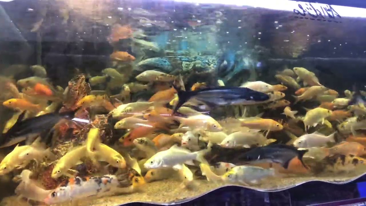 #koifish #shark #mrfish #aquarium #fishshop