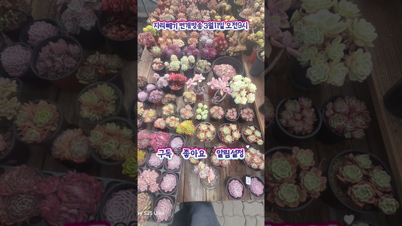 #번야네다육#라이브방송#자리빼기