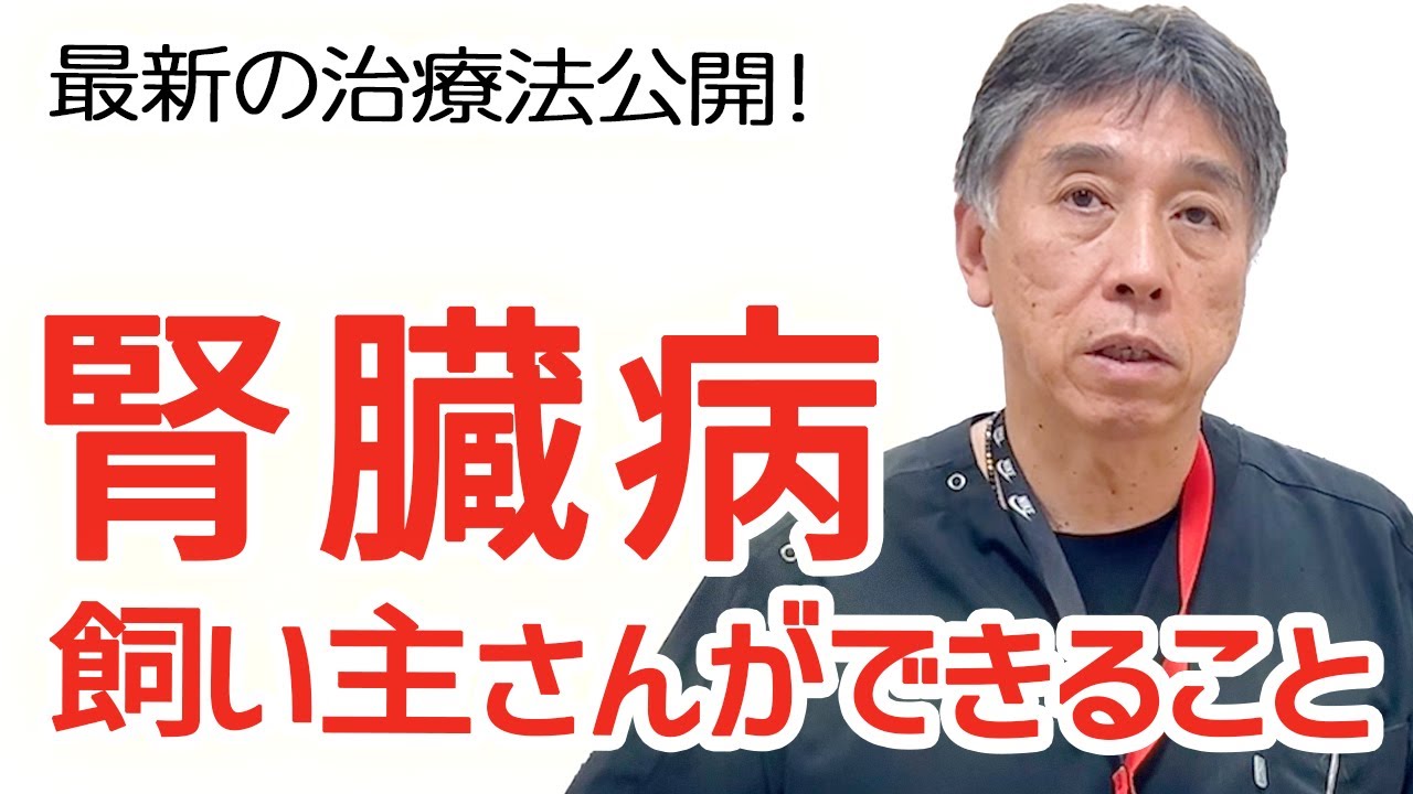 【知識】獣医師が教える 腎臓病の最新治療法と飼い主ができること