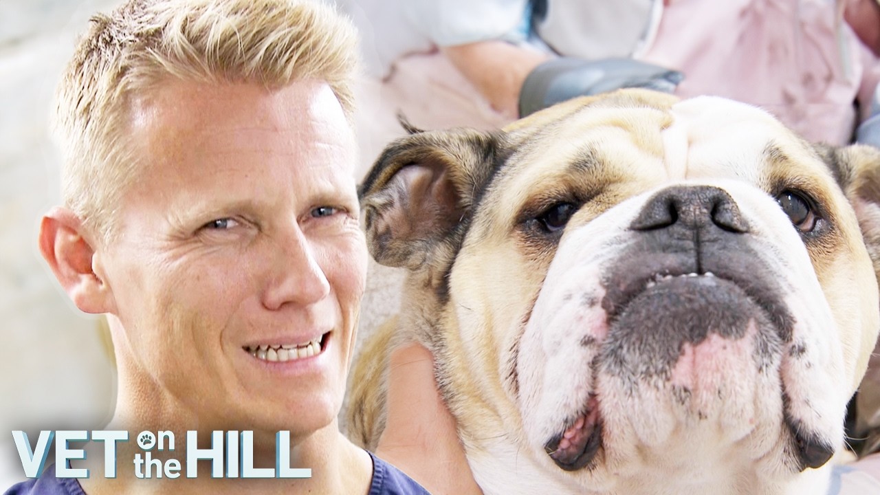 Grumpy Bulldog's Terrifying Tremors Are A Mystery | S3 Ep11 | Vet On The Hill