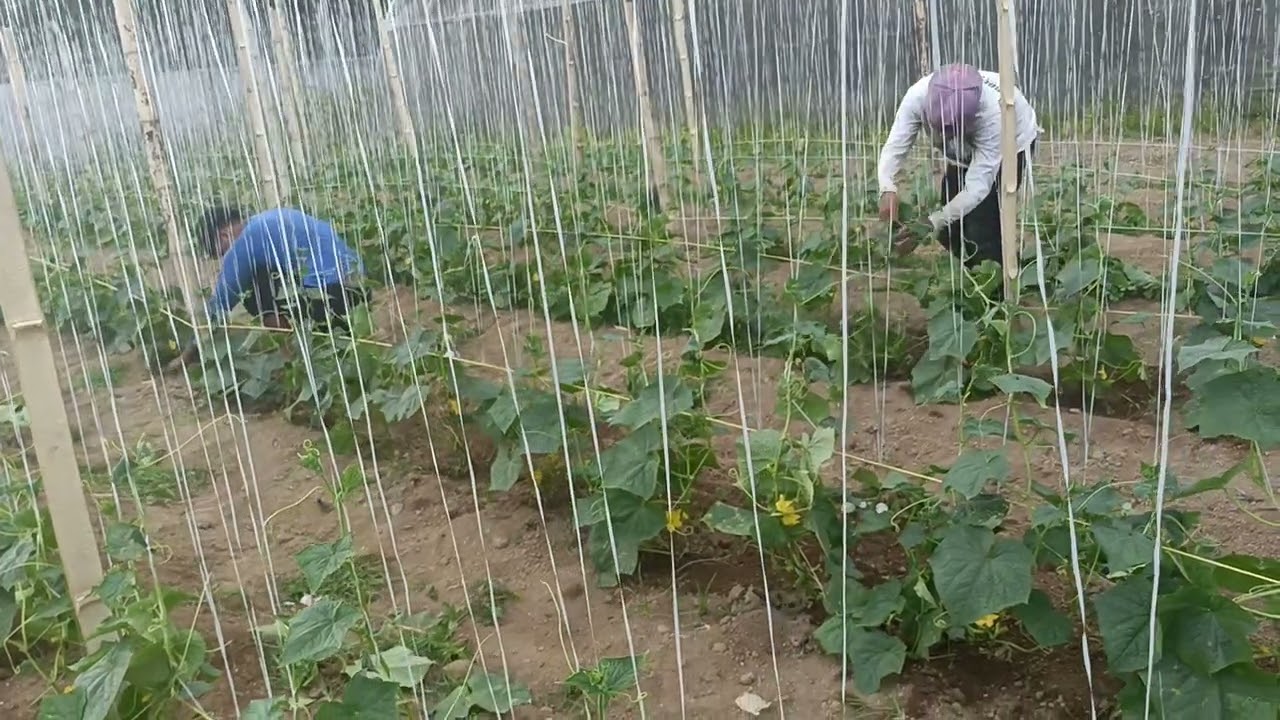 Ito po ang kanilamg ginagawa sa pipino 🥒 para walang kahati sa nutrient 👍