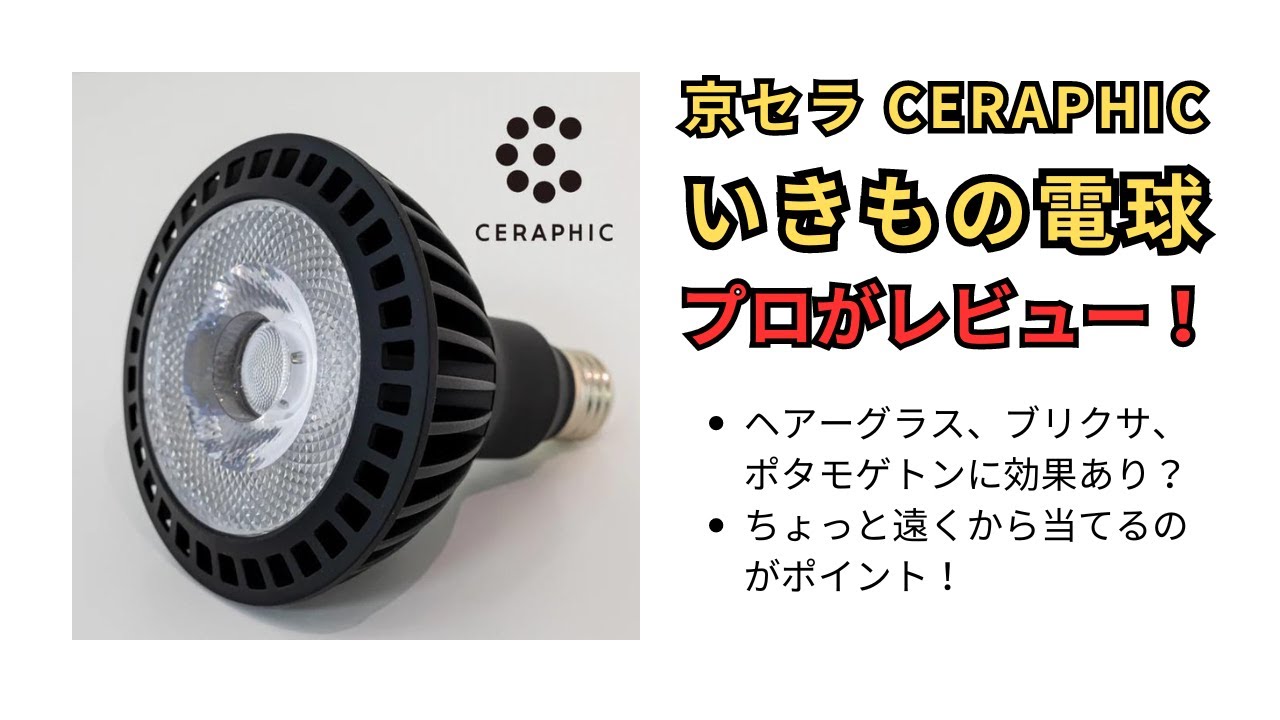 【京セラ CERAPHICいきもの電球のレビュー】水草レイアウトシーンを一変させるポテンシャルのランプ！