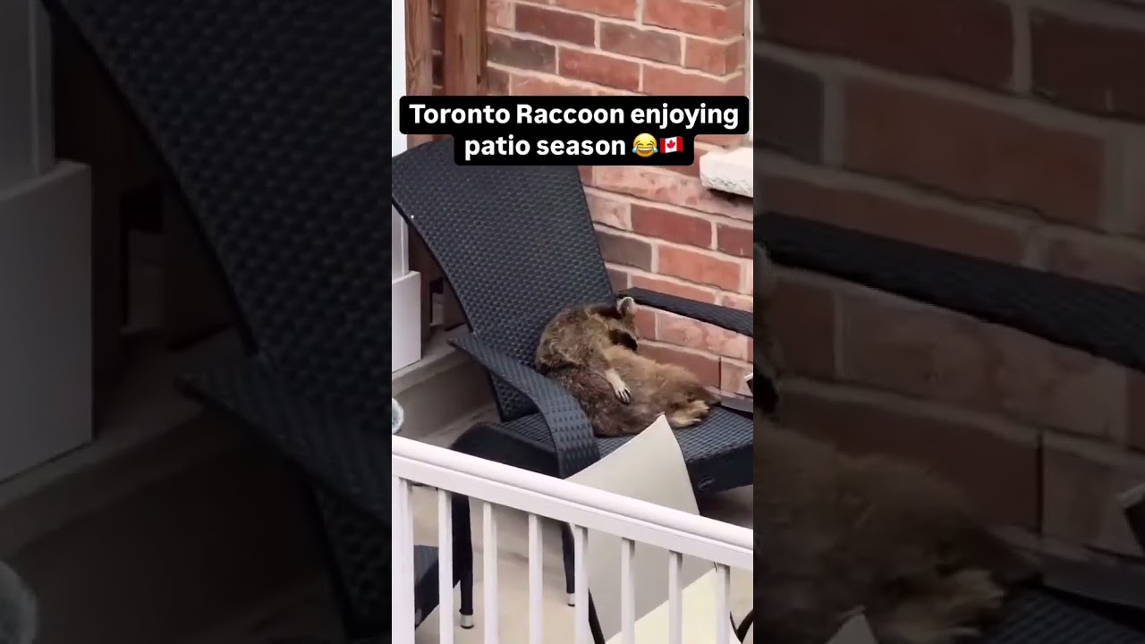This Toronto raccoon&rsquo;s patio vibes are too chill! 🦝... #PestControl #WildlifeRemoval #TorontoRaccoon